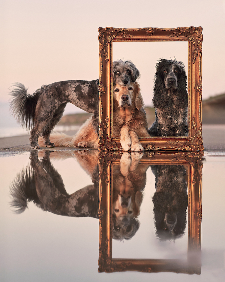 Dogs posing in photo frame with Liz Gregg