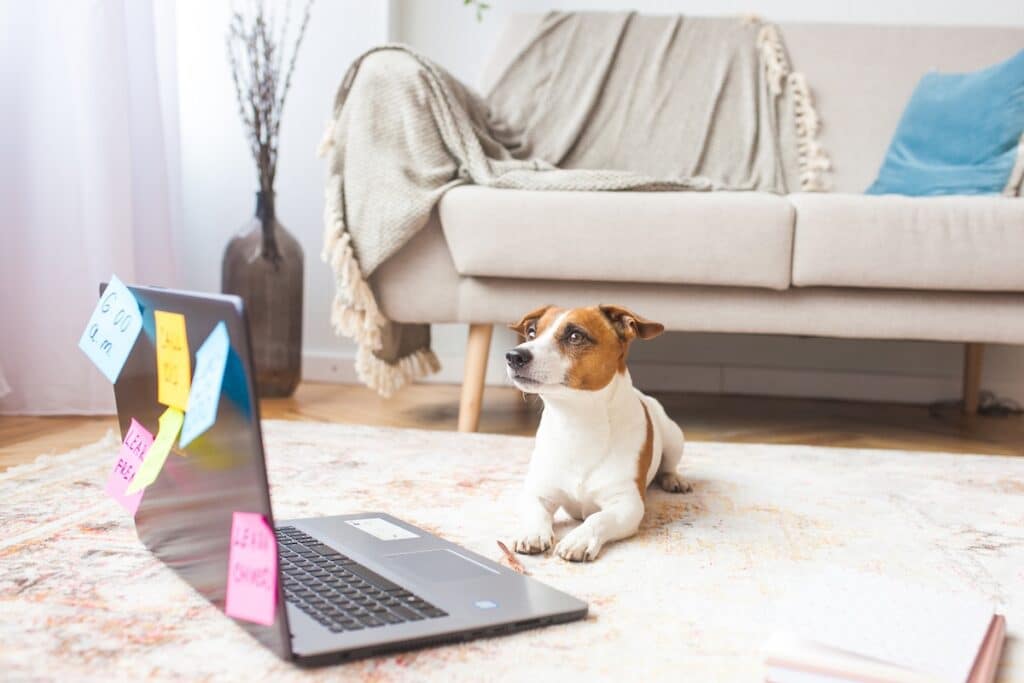 Dog at computer screen with lots of tasks